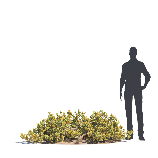 Archmodels vol 276 for 3dsmax - desert plants