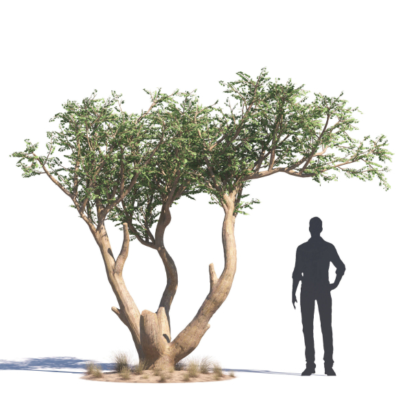 Archmodels vol 276 for 3dsmax - desert plants