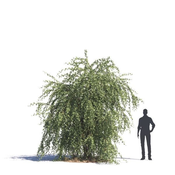 Archmodels vol 276 for 3dsmax - desert plants