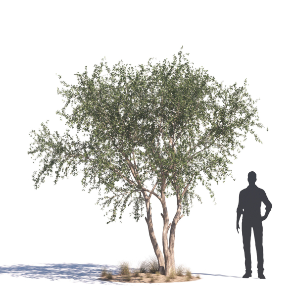 Archmodels vol 276 for 3dsmax - desert plants
