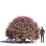Archmodels vol 276 for 3dsmax - desert plants
