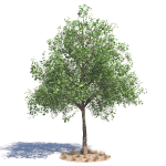 Archmodels vol 276 for 3dsmax - desert plants