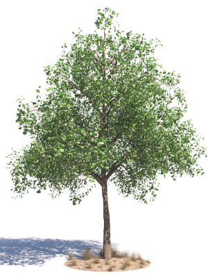 archmodels-vol-276-for-3dsmax-desert-plants-3d-model-675ca6a007