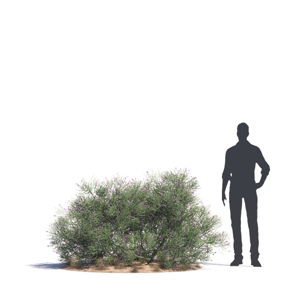 Archmodels vol 276 for 3dsmax - desert plants