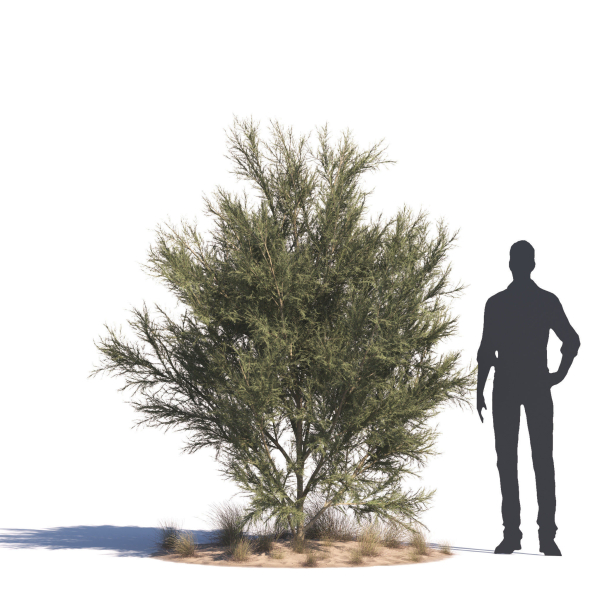 Archmodels vol 276 for 3dsmax - desert plants