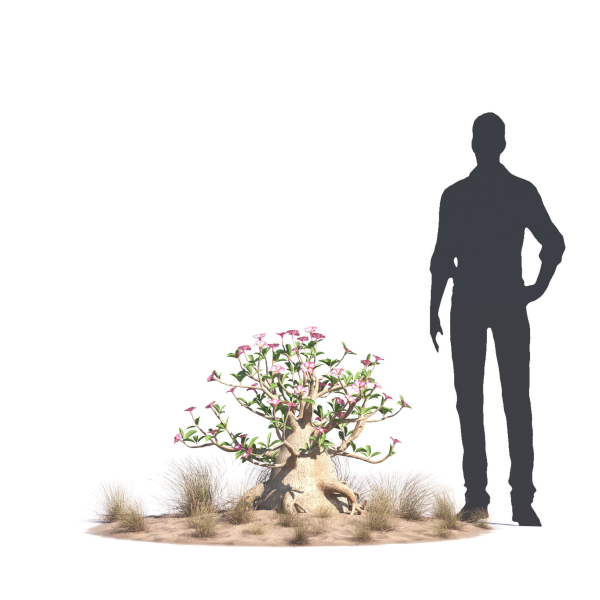 Archmodels vol 276 for 3dsmax - desert plants