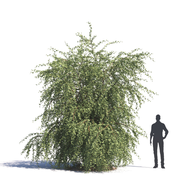 Archmodels vol 276 for 3dsmax - desert plants