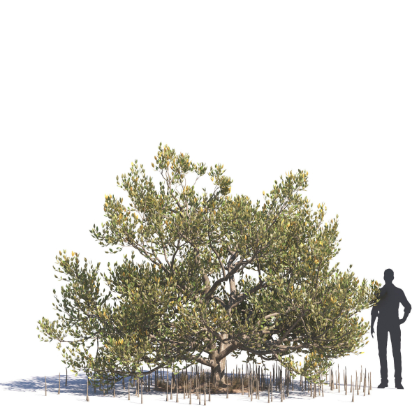 Archmodels vol 276 for 3dsmax - desert plants
