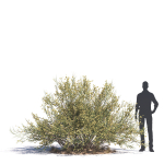Archmodels vol 276 for 3dsmax - desert plants