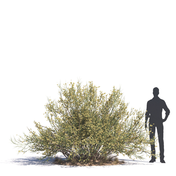 Archmodels vol 276 for 3dsmax - desert plants