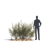 Archmodels vol 276 for 3dsmax - desert plants