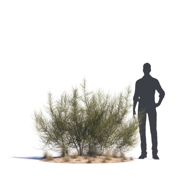 Archmodels vol 276 for 3dsmax - desert plants