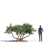 Archmodels vol 276 for 3dsmax - desert plants
