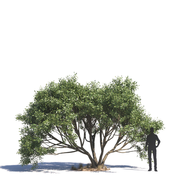 Archmodels vol 276 for 3dsmax - desert plants