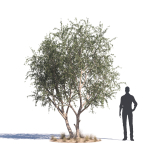 Archmodels vol 276 for 3dsmax - desert plants