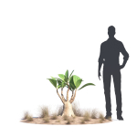 Archmodels vol 276 for 3dsmax - desert plants