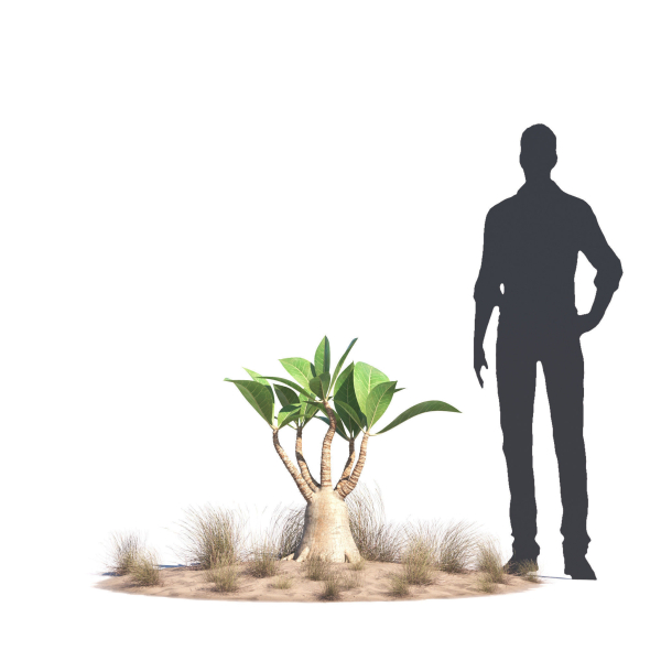 Archmodels vol 276 for 3dsmax - desert plants