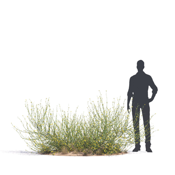 Archmodels vol 276 for 3dsmax - desert plants