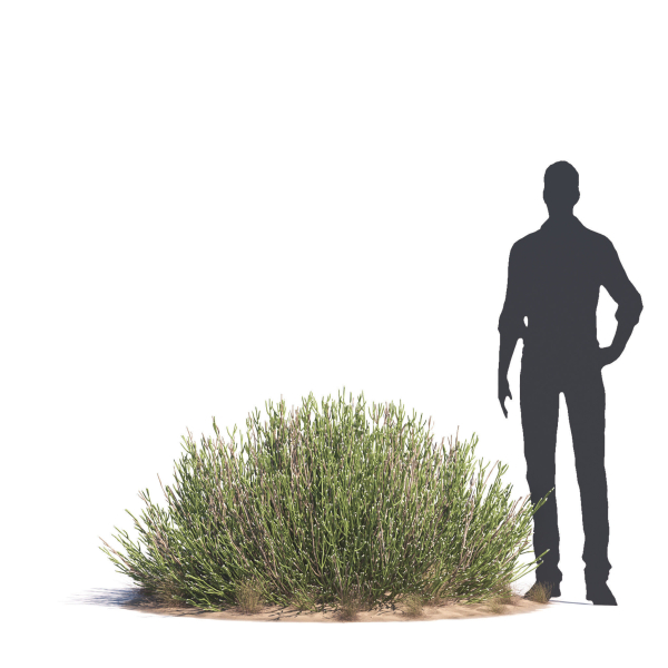 Archmodels vol 276 for 3dsmax - desert plants