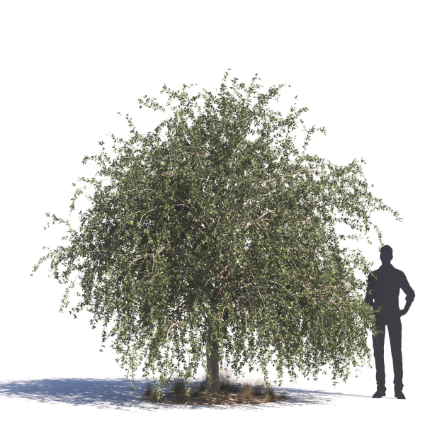 Archmodels vol 276 for 3dsmax - desert plants