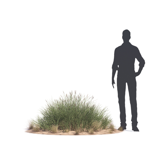 Archmodels vol 276 for 3dsmax - desert plants