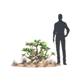 Archmodels vol 276 for 3dsmax - desert plants