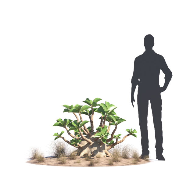 Archmodels vol 276 for 3dsmax - desert plants