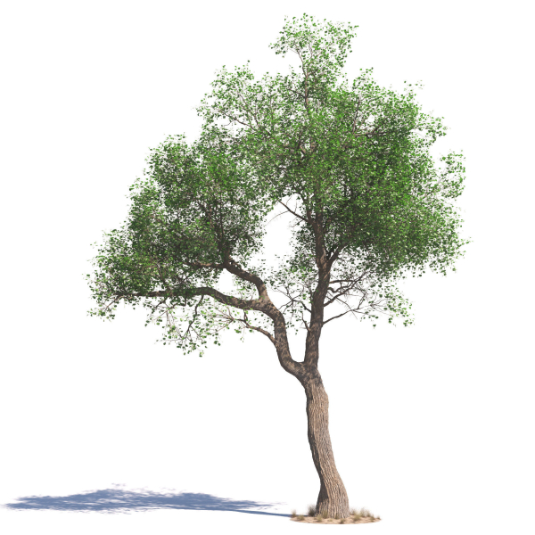 Archmodels vol 276 for 3dsmax - desert plants