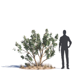 Archmodels vol 276 for 3dsmax - desert plants
