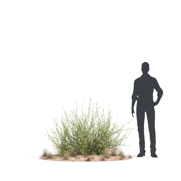 Archmodels vol 276 for 3dsmax - desert plants