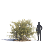 Archmodels vol 276 for 3dsmax - desert plants