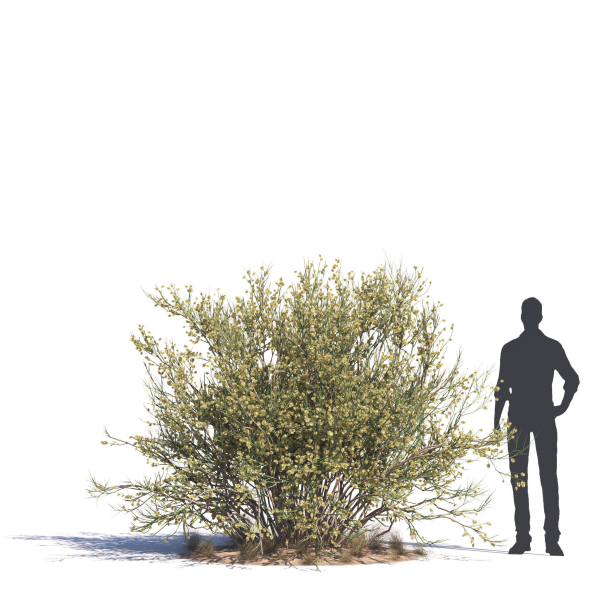 Archmodels vol 276 for 3dsmax - desert plants