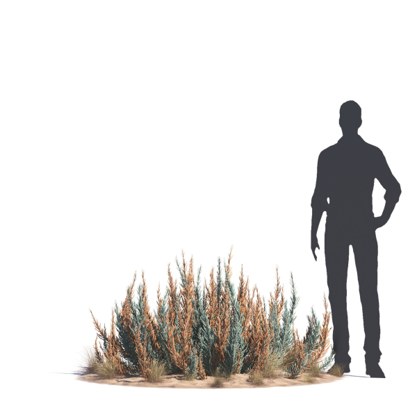 Archmodels vol 276 for 3dsmax - desert plants