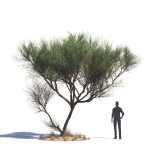Archmodels vol 276 for 3dsmax - desert plants