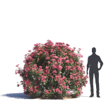 Archmodels vol 276 for 3dsmax - desert plants