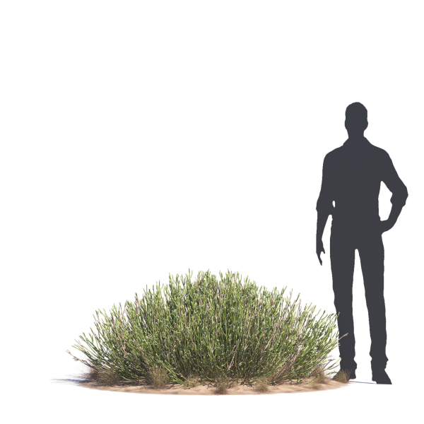 Archmodels vol 276 for 3dsmax - desert plants