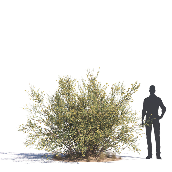 Archmodels vol 276 for 3dsmax - desert plants