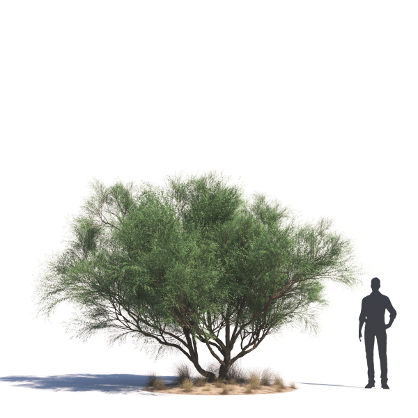 Archmodels vol 276 for 3dsmax - desert plants