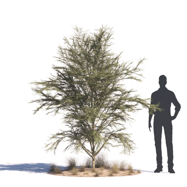 Archmodels vol 276 for 3dsmax - desert plants