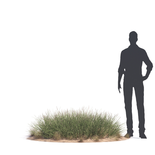 Archmodels vol 276 for 3dsmax - desert plants