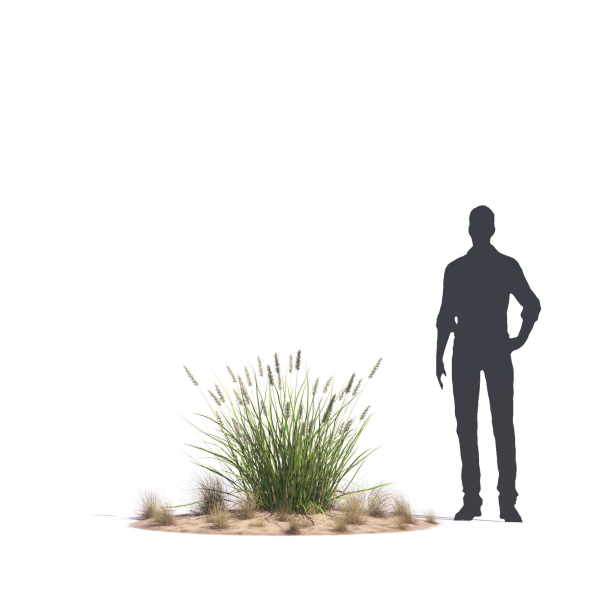 Archmodels vol 276 for 3dsmax - desert plants