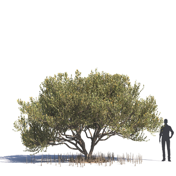 Archmodels vol 276 for 3dsmax - desert plants