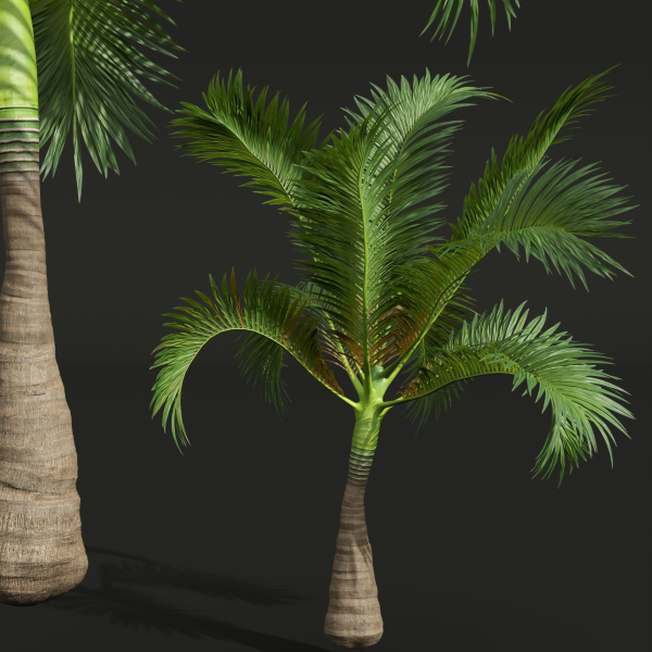 Areca Catechu Borassus Flabellifer Decorative Garden001