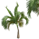 Areca Catechu Borassus Flabellifer Decorative Garden001