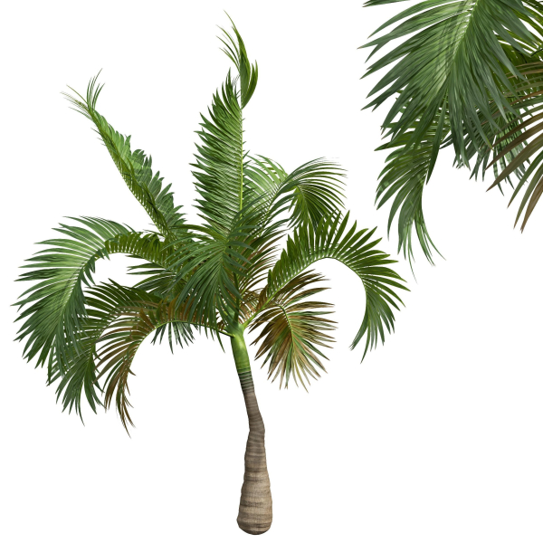 Areca Catechu Borassus Flabellifer Decorative Garden001