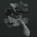 Areca Catechu Borassus Flabellifer Decorative Garden001