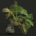 Areca Catechu Borassus Flabellifer Decorative Garden001