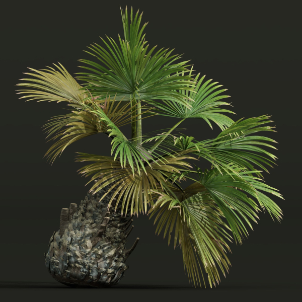 Areca Catechu Borassus Flabellifer Decorative Garden001