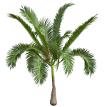 Areca Catechu Borassus Flabellifer Decorative Garden001