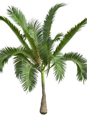areca-catechu-borassus-flabellifer-decorative-garden001-3d-model-44c4822896